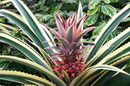 Variegated Pineapple